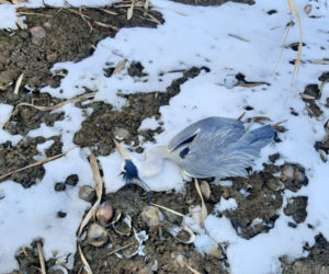 Szok na Śląsku. Postrzelone czaple białe leżały zakrwawione na zamarzniętym stawie [ZDJĘCIA]
