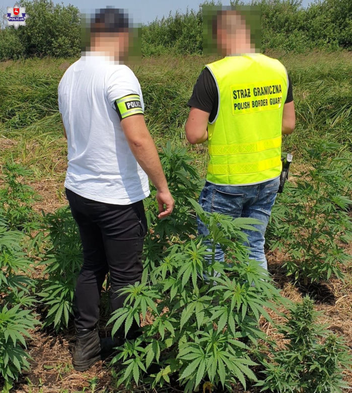 Lubelskie: Właściciel pola marihuany „pomógł” policji. Na polu zostawił paczkę ze swoimi danymi