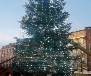 Na krakowskim Rynku pojawiła się już choinka! [GALERIA ZDJĘĆ]