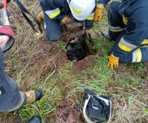 Pies wpadł do szamba. Strażacy z Wolina uratowali mu życie