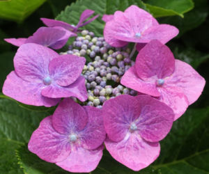 Hortensja piłkowana (Hydrangea serrata)
