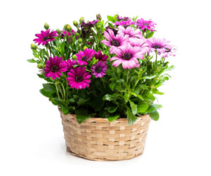 Osteospermum