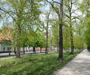 Planty i niedźwiadki w Rawiczu