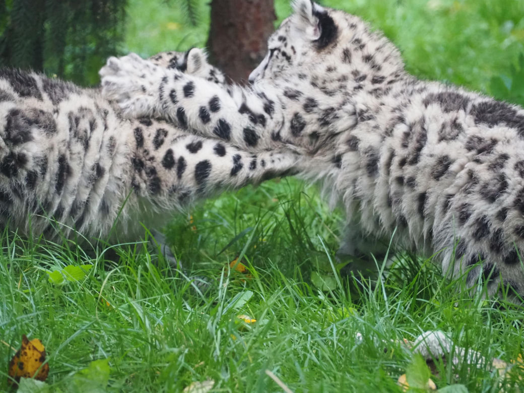 Irbisy z warszawskiego zoo. Harce młodych kotów