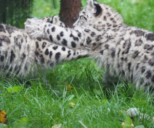 Irbisy z warszawskiego zoo. Harce młodych kotów