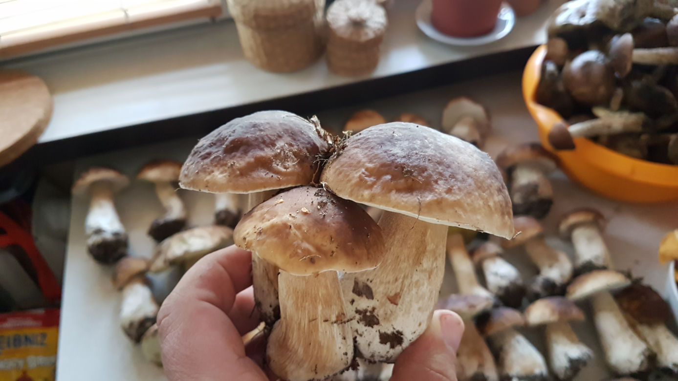 Wielkie grzybobranie w Toruniu i okolicach. Zobaczcie wspaniałe zbiory