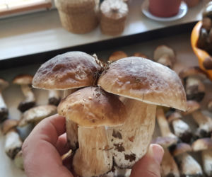 Wielkie grzybobranie w Toruniu i okolicach. Zobaczcie wspaniałe zbiory