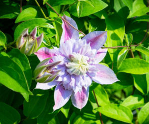 Powojnik 'Josephine'