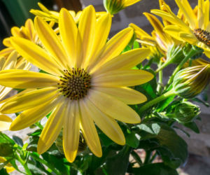 Osteospermum