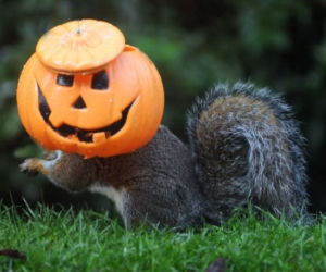 Halloween wiewiórek! O co chodzi?