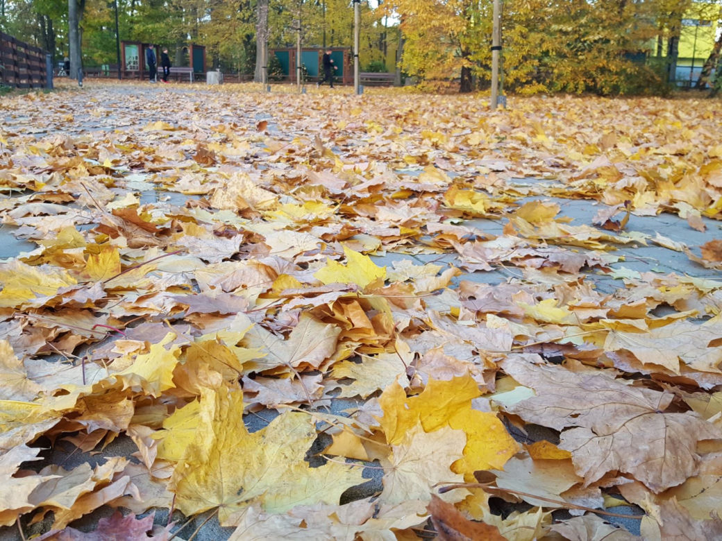 Park 1000-lecia w Lesznie na chwilę przed zachodem słońca