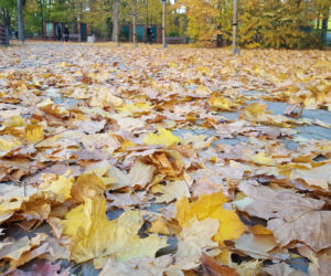 Park 1000-lecia w Lesznie na chwilę przed zachodem słońca
