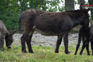 W gdańskim ZOO urodziły się dwa osiołki!