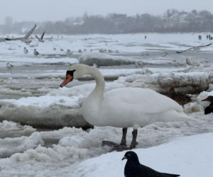 Bałtyk zimową porą, uchwycony w kadrach