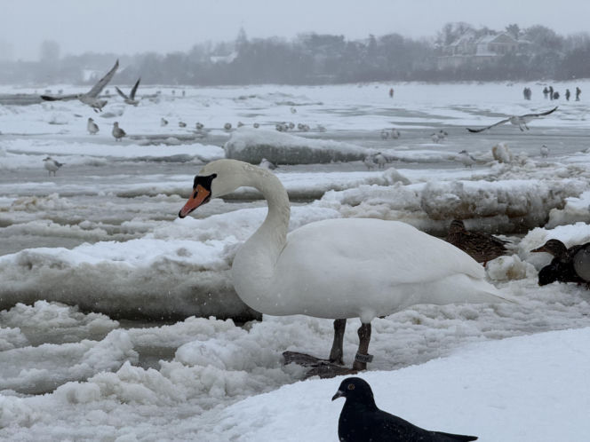 Bałtyk zimową porą, uchwycony w kadrach
