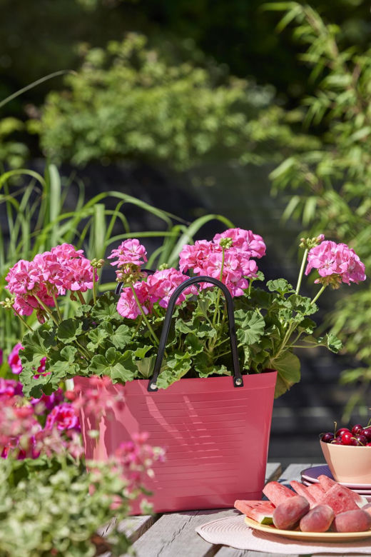 Pelargonie