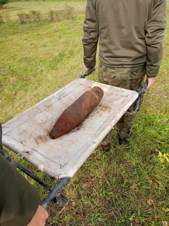 Niemiecka krowa wykopała pocisk na pastwisku