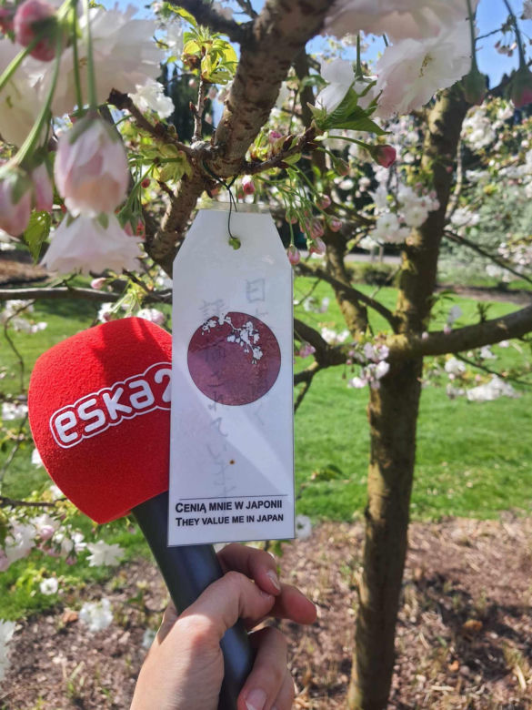 Kwitnące wiśnie i magnolie w Ogrodzie Botanicznym w Powsinie