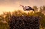 Bocianie gniazdo