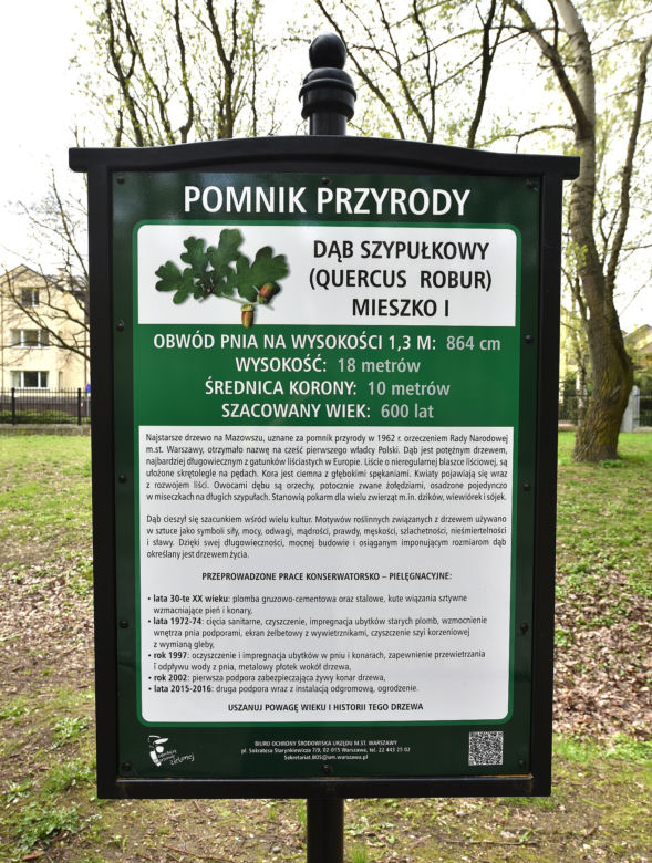 Spłonął dąb Mieszko I