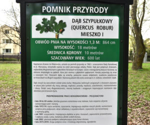 Spłonął dąb Mieszko I