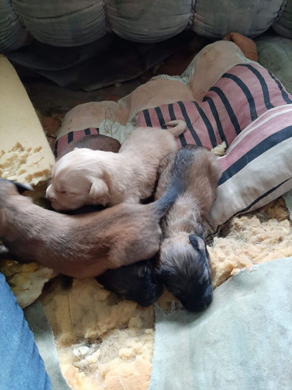 Chory mężczyzna zamknięty w domu z 28 psami! Horror na Sądecczyźnie!