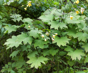 Kirengeszoma dłoniasta