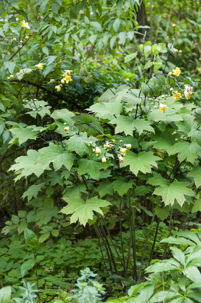 Kirengeszoma dłoniasta
