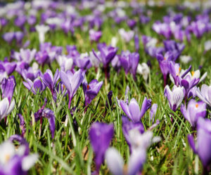 Wiosna coraz bliżej? Synoptycy IMGW wskazują termin powrotu wyższych temperatur