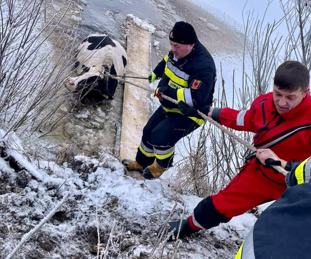 Filipów Trzeci. Strażacy uratowali krowę z przerębli