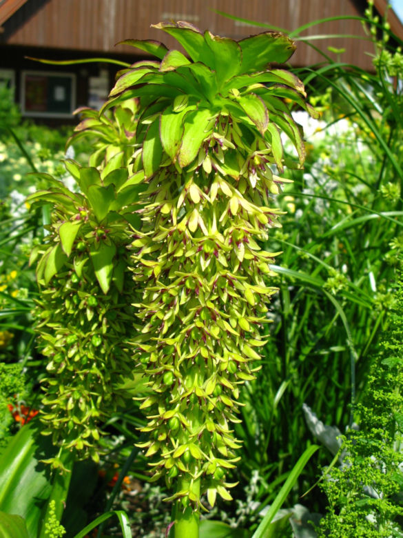 Eukomis