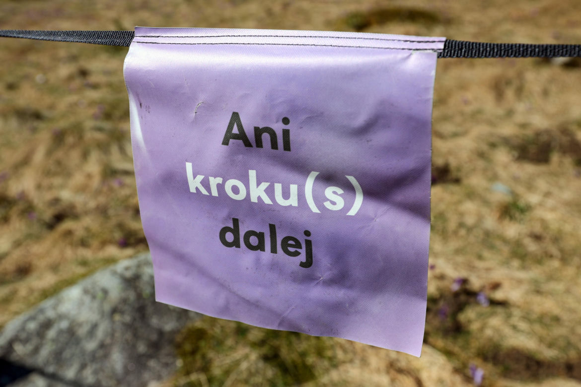 Krokusy w Dolinie Chochołowskiej zakwitły na Wielkanoc