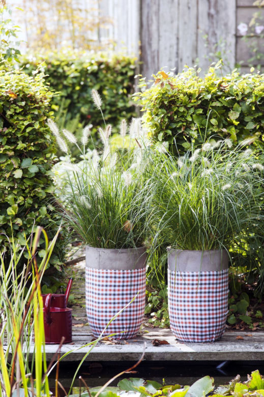 Pennisetum