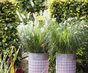 Pennisetum