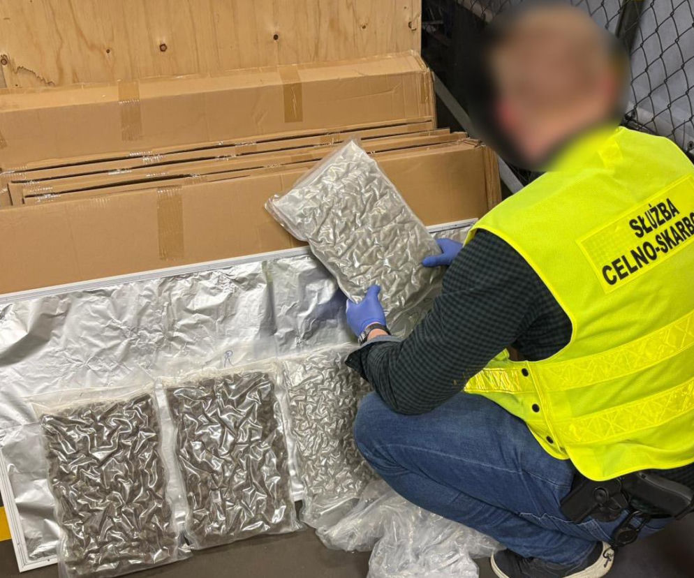 Funkcjonariusz Służby Celno-Skarbowej w odblaskowej kamizelce zabezpiecza pakunki z marihuaną, ukrytą w przesyłce z Kanady. Na pierwszym planie widoczne są hermetycznie zamknięte opakowania z narkotykiem oraz elementy opakowania paneli LED. Więcej o udaremnionym przemycie przeczytasz na Super Biznes.