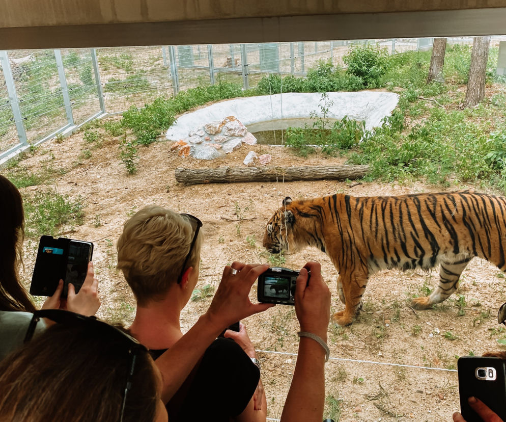 W nowym zoo w Poznaniu otwartwo wybieg dla uratowanych tygrysów