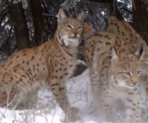 Rysia rodzina bawi się w śniegu. Wideopołuapka nagrała drapieżniki w Beskidach [WIDEO]