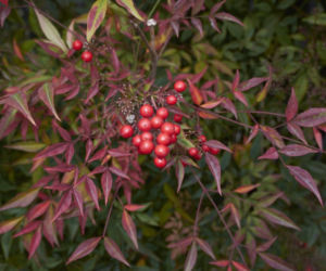 Nandina domowa