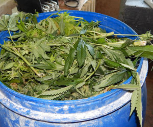 Dwie duże plantacje marihuany zlikwidowane w kujawsko-pomorskiem [ZDJĘCIA]