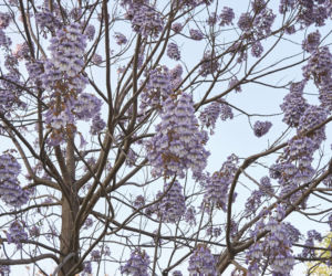 Paulownia