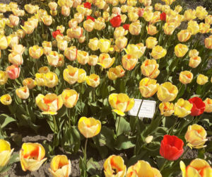 Tulipany w łódzkim botaniku