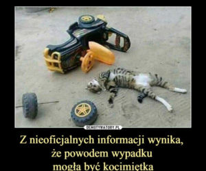 Dzień Kota 2021. Rasowe, dachowce, małe i duże. Dziś KOTY mają swoje święto [MEMY]
