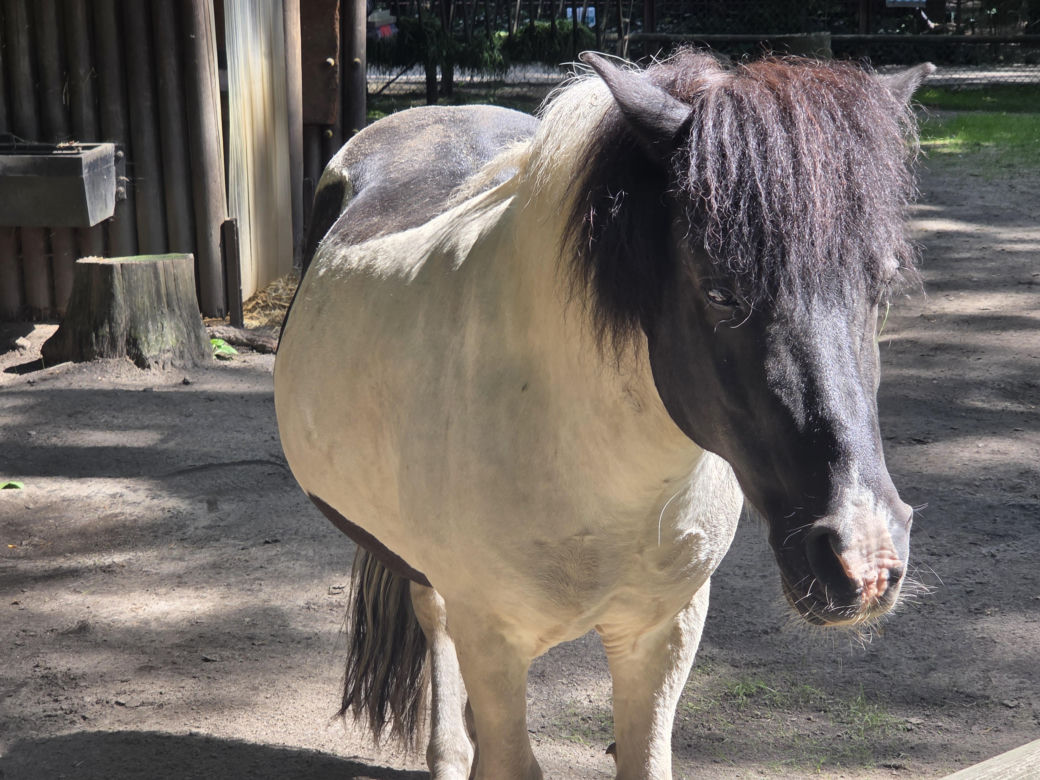 Zaglądamy do mieszkańców bydgoskiego ZOO. Kto mieszka w sercu Myślęcinka?