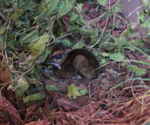 We wrocławskim zoo urodził się kanczyl filipiński