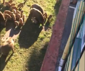 Wataha dzików w Toruniu! Zaatakowały na Rubinkowie