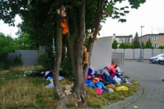 Poznań: Na drzewie wyrosły... misie! Interweniowali strażnicy [zdjęcia]