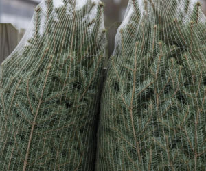 Donald Tusk kupuje choinki. Co zrobił premier, co zaskoczyło sprzedawcę?