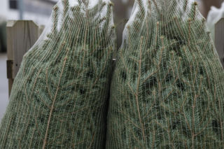 Donald Tusk kupuje choinki. Co zrobił premier, co zaskoczyło sprzedawcę?