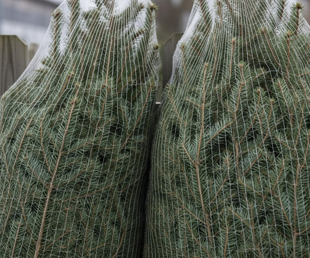 Dwa gęste, zielone drzewka iglaste, prawdopodobnie jodły lub świerki, stoją pionowo, owinięte ciasno białą siatką ochronną. Siatka, tworząca regularny wzór rombów i kwadratów, spłaszcza gałęzie drzew, uwidaczniając ich ciemnozielone igły i brązowo-czerwone pędy. Drzewka są otoczone drewnianymi słupkami o jasno-brązowej barwie, stanowiącymi część jakiegoś ogrodzenia lub konstrukcji wspierającej, a tło jest rozmyte, ukazując szare niebo i niewyraźne kształty innych drzew lub budynków.