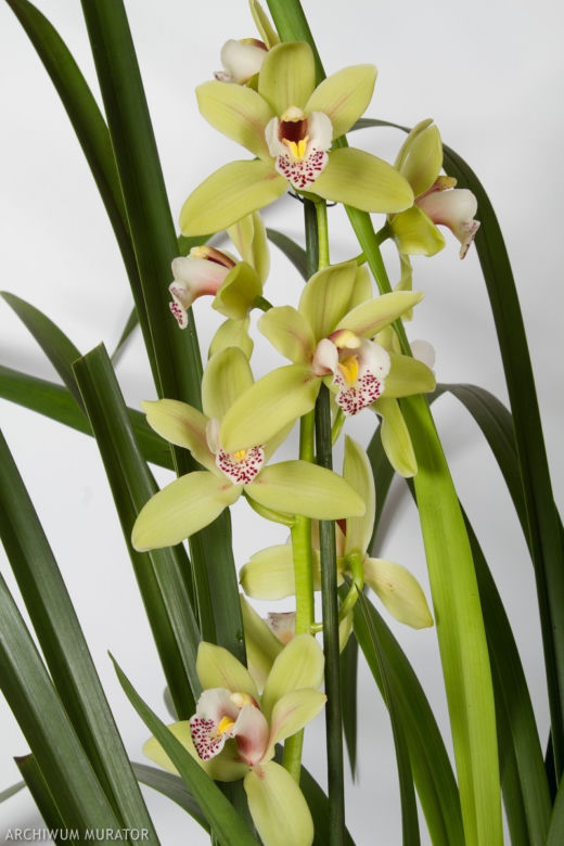 Cymbidium